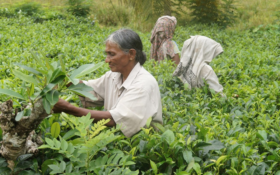 sahyadri-organic-small-farmers